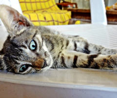lazy afternoons
