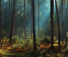 In my magical forest (2)