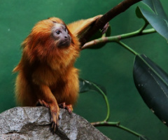 A Moment With A Lion Monkey...