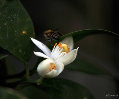 Orange-Flowers .. 