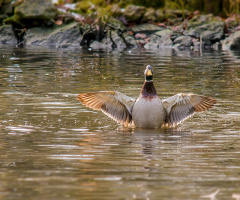 Duck Dance