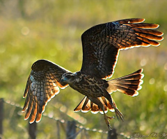 Golden Flight