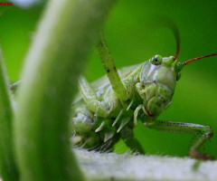 Grünes Monster