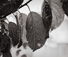 MACRO&BW