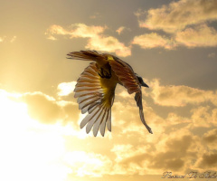 Volando al Sol