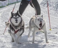 Husky Dog Racing