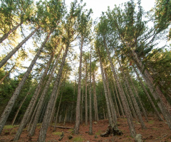 doğadan