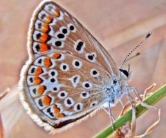 Kelebek