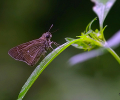 Skipper