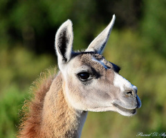 Llama 