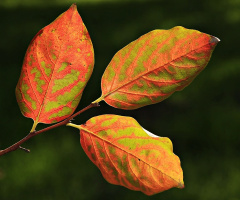 Yapraklar-Leaves