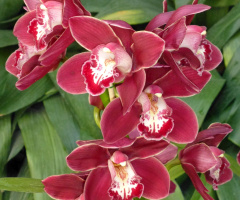 Orchidee (Bot. Garten, Karlsruhe/Ba.-Württemberg) 