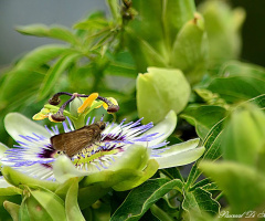 Mariposa Nocturna