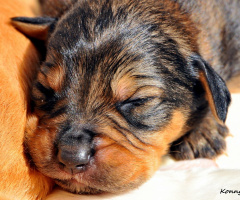 12 days old puppy ... :)) 