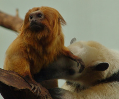 A Odd Couple...