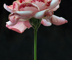 Açık Pembe Gül