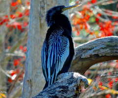 Mergulhão