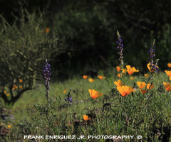 Picacho Peak Flowers In Arizona