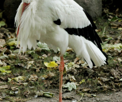 A Quiet Stork...
