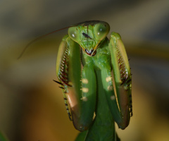 Peygamberdevesi