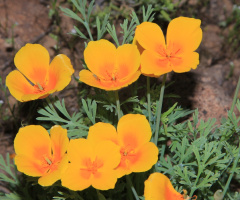 Desert Flowers In Bloom