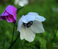 Wildflowers 