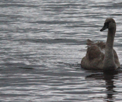 A Swan In Twilight...
