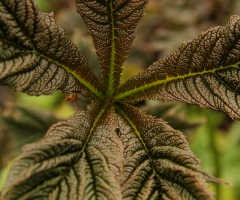 Growing Wild