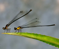 Damselfly