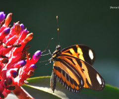 Heliconius ismenius