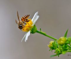 Bee