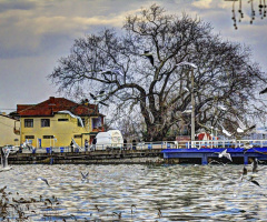 Martılı Manzaralar - Gölyazı