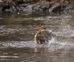 Splash Water