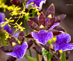 Orchids