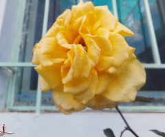 impatient wait for Spring...