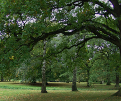 Under The Old Tree