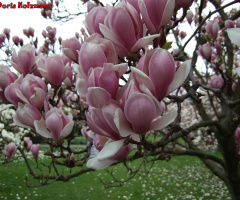 Magnolie