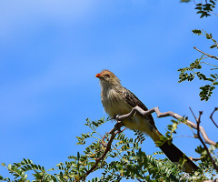 Guira guira