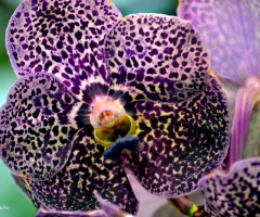 Orchid