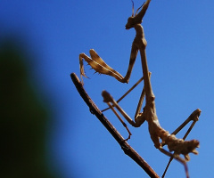 mantis
