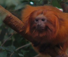 Curious Lion Monkey.