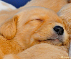 peaceful sleep ... ♥ ♥ ♥ 