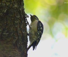 Woodpecker