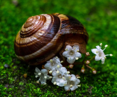 Süslü