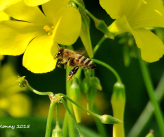 spring-time 