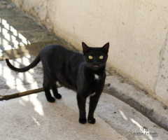 Kara Kedi