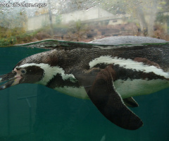Pinguin