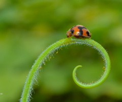 Ladybugs