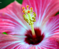 Hibiscus