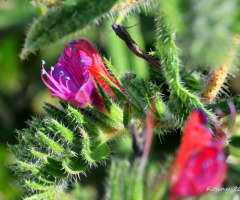spring- time ...
